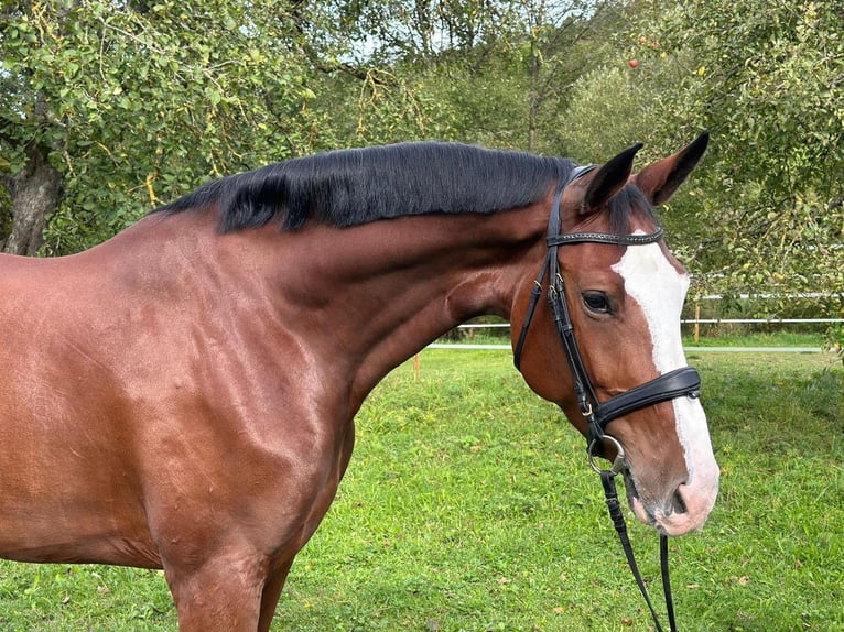 Baden Württemberger Merrie 6 Jaar 170 cm Bruin in Königheim