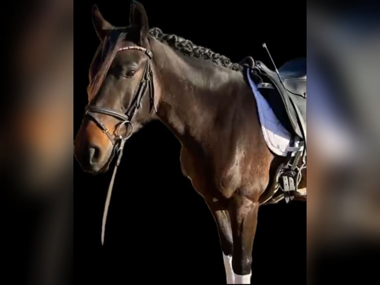 Baden Württemberger Merrie 7 Jaar 159 cm Donkerbruin in Bietigheim-Bissingen