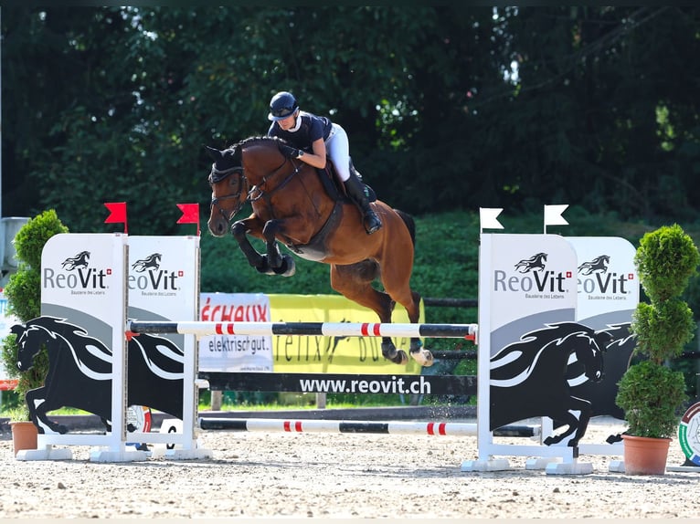 Baden Württemberger Merrie 7 Jaar 167 cm Bruin in Morschach