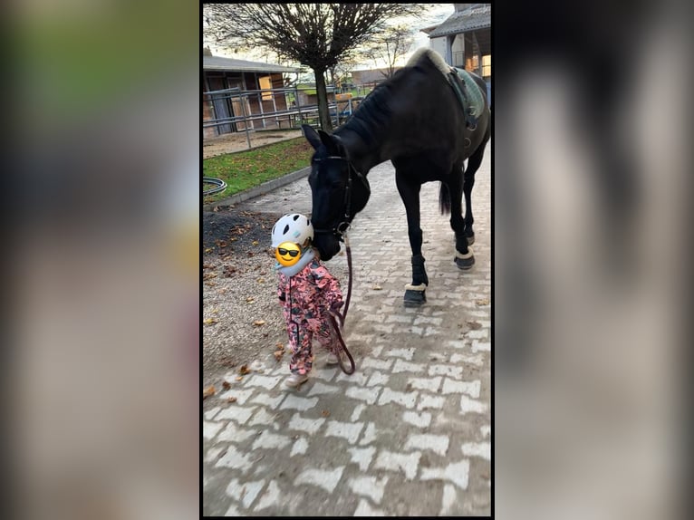 Baden Württemberger Merrie 7 Jaar 167 cm Zwartbruin in Eppingen