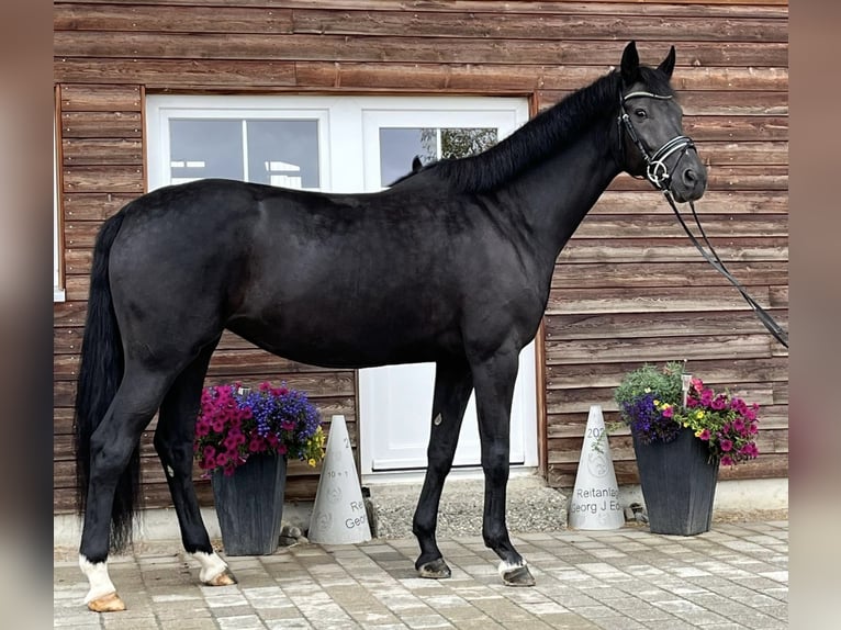 Baden Württemberger Merrie 7 Jaar 169 cm Zwart in Schrozberg