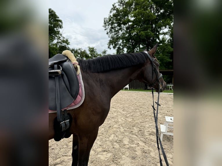 Baden Württemberger Merrie 7 Jaar 170 cm Zwartbruin in Murrhardt