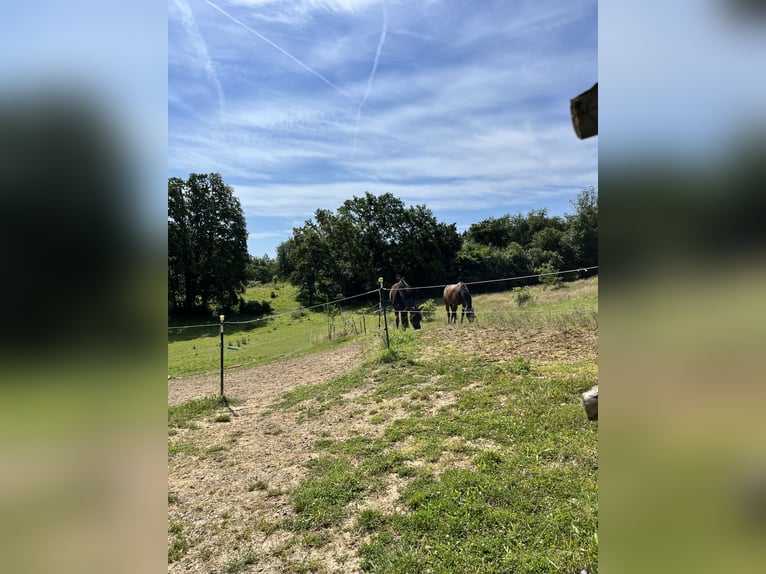 Baden Württemberger Merrie 7 Jaar 170 cm Zwartbruin in Murrhardt