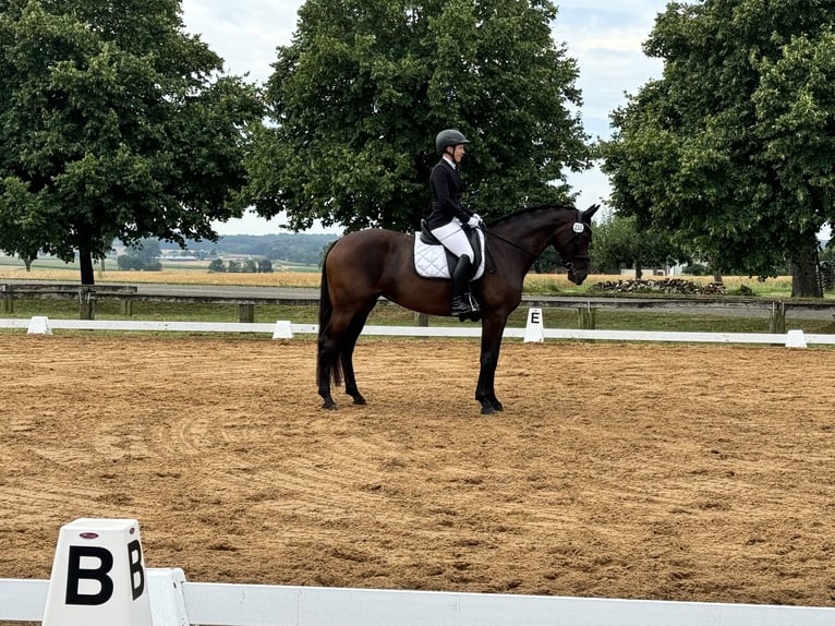 Baden Württemberger Merrie 7 Jaar 170 cm Zwartbruin in Murrhardt