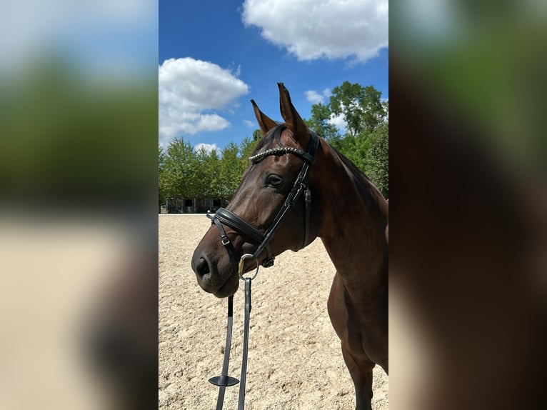 Baden Württemberger Merrie 7 Jaar 170 cm Zwartbruin in Murrhardt