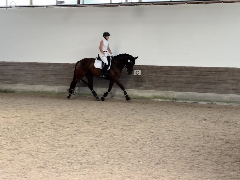 Baden Württemberger Merrie 7 Jaar 170 cm Zwartbruin in Murrhardt