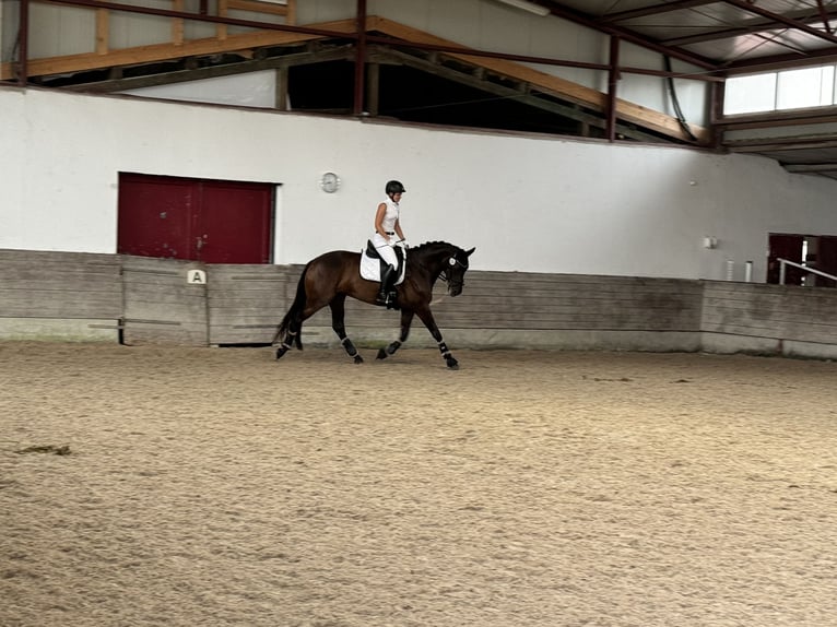 Baden Württemberger Merrie 7 Jaar 170 cm Zwartbruin in Murrhardt