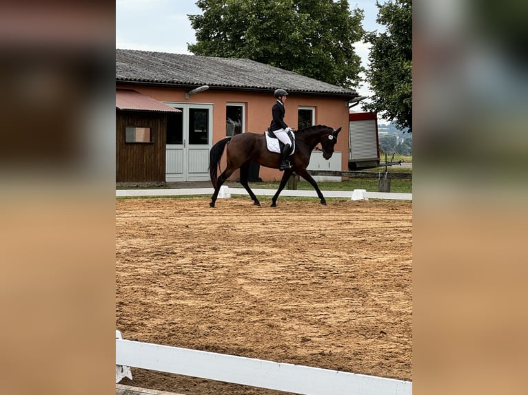 Baden Württemberger Merrie 7 Jaar 170 cm Zwartbruin in Murrhardt