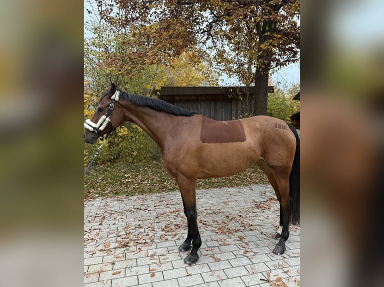 Baden Württemberger Merrie 8 Jaar 163 cm Bruin in Fürstenfeldbruck
