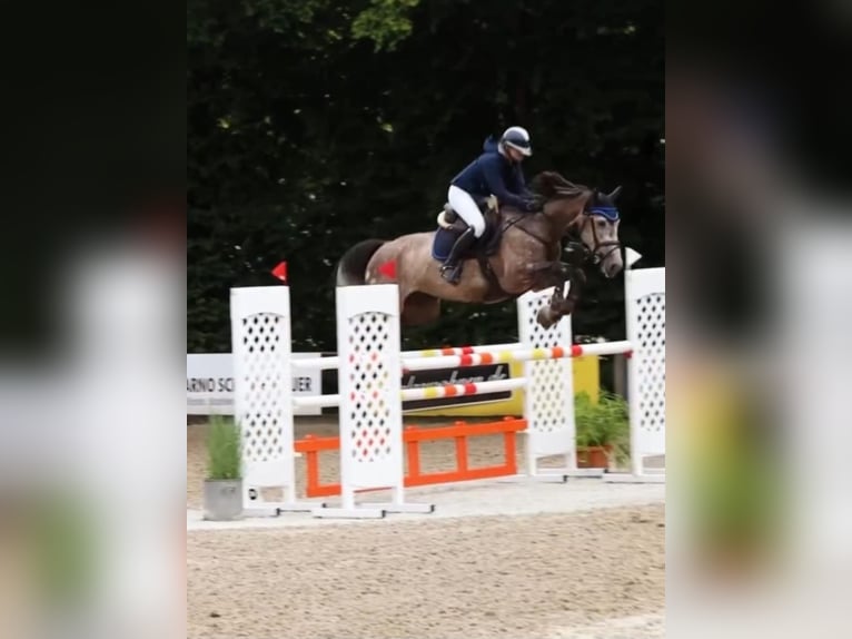 Baden Württemberger Merrie 8 Jaar 167 cm Appelschimmel in Wels