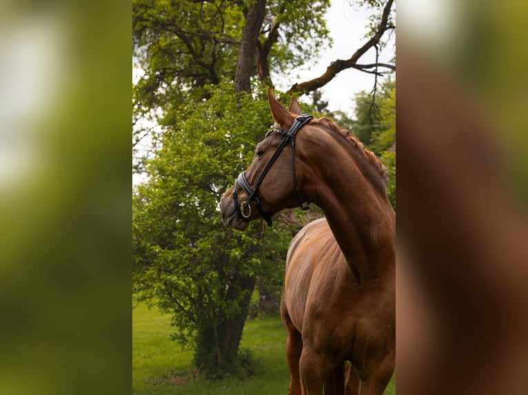 Baden Württemberger Merrie 8 Jaar 170 cm Vos in Hayingen