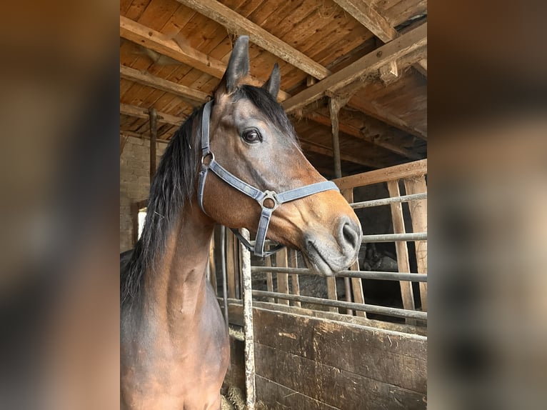 Baden Württemberger Merrie 8 Jaar Bruin in Steinheim am Albuch