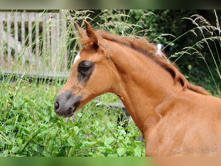 Baden Württemberger Merrie  Donkere-vos in Schwieberdingen