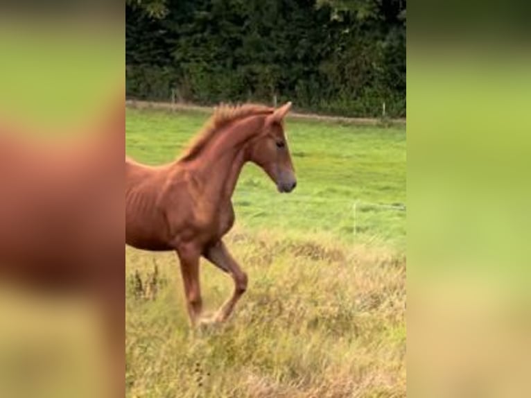 Baden Württemberger Merrie Veulen (04/2025) in Heistenbach
