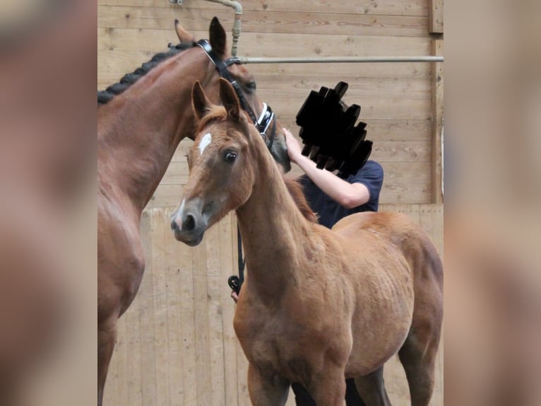 Baden Württemberger Merrie Veulen (04/2025) Vos in Heistenbach