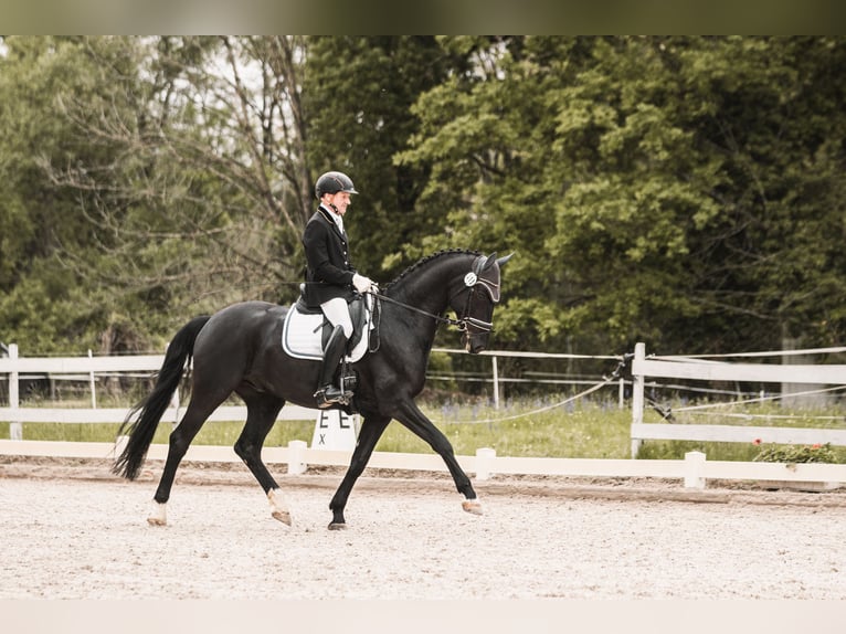 Baden Württemberger Ruin 10 Jaar 166 cm  in Buggingen