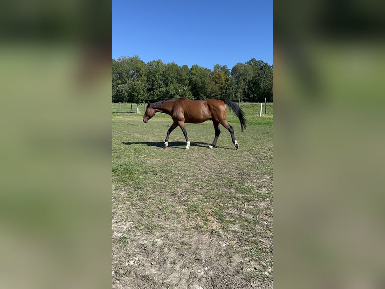 Baden Württemberger Ruin 10 Jaar 169 cm Bruin in Syrgenstein