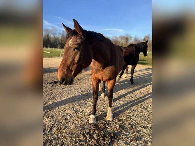 Baden Württemberger Ruin 10 Jaar 169 cm Bruin in Syrgenstein