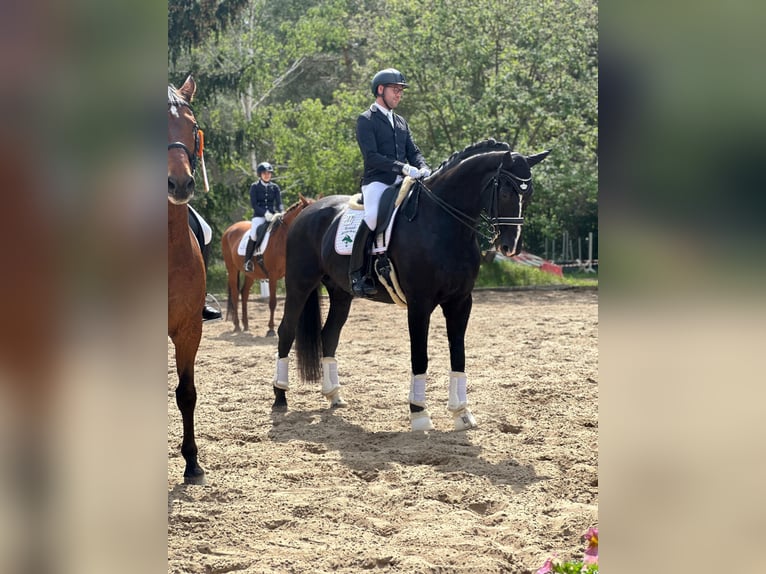 Baden Württemberger Ruin 11 Jaar 177 cm Zwart in Schönwalde