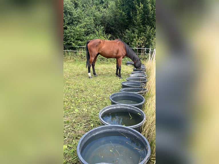 Baden Württemberger Ruin 11 Jaar 185 cm Bruin in Duchroth