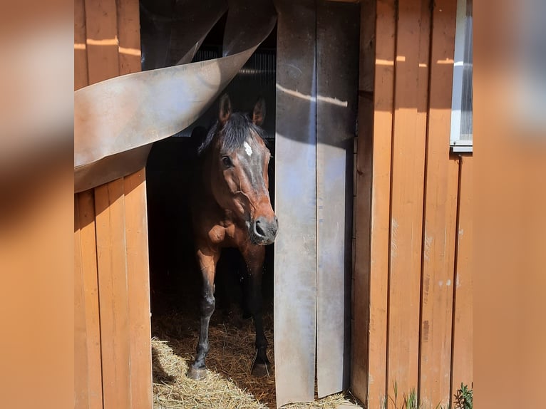 Baden Württemberger Ruin 12 Jaar 172 cm Bruin in Regensburg