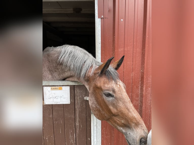 Baden Württemberger Ruin 12 Jaar 176 cm Brown Falb schimmel in Horb am Neckar