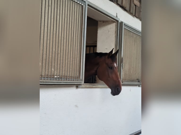 Baden Württemberger Ruin 12 Jaar 176 cm Bruin in Ilshofen