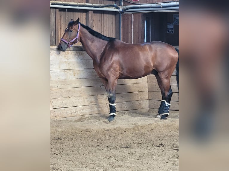 Baden Württemberger Ruin 12 Jaar 176 cm Bruin in Schw&#xE4;bisch Hall