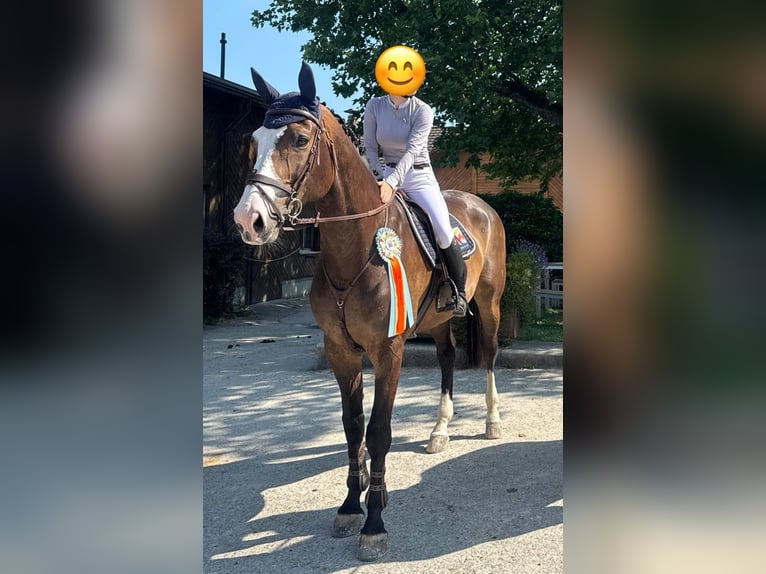 Baden Württemberger Ruin 13 Jaar 175 cm Donkerbruin in Altstätten
