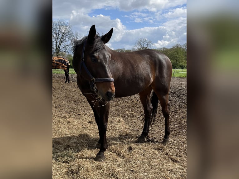 Baden Württemberger Ruin 14 Jaar 170 cm Donkerbruin in Havekost