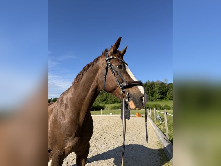 Baden Württemberger Ruin 14 Jaar 170 cm Donkere-vos in Kloten