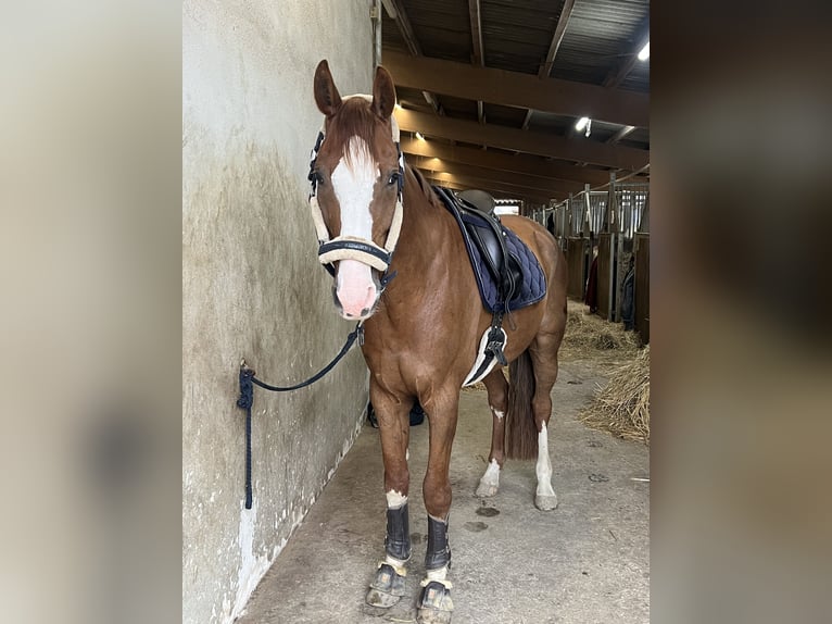 Baden Württemberger Ruin 14 Jaar 170 cm Donkere-vos in Kloten