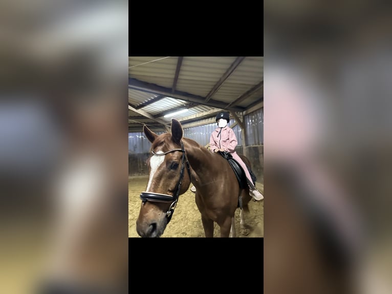 Baden Württemberger Ruin 14 Jaar 174 cm Vos in Hattingen