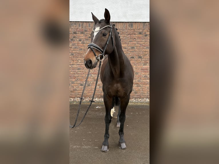 Baden Württemberger Ruin 20 Jaar 168 cm Bruin in Niederkassel