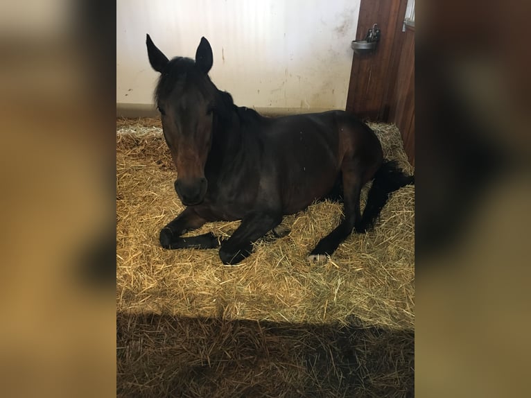 Baden Württemberger Ruin 22 Jaar 173 cm Donkerbruin in Löchgau