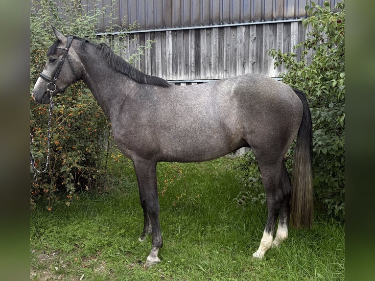 Baden Württemberger Ruin 3 Jaar 163 cm Schimmel in Eching