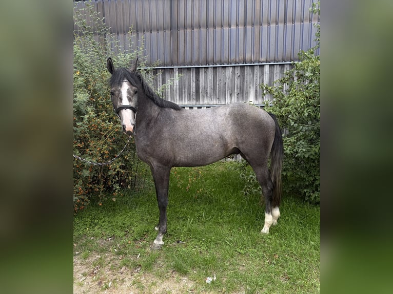 Baden Württemberger Ruin 3 Jaar 163 cm Schimmel in Eching