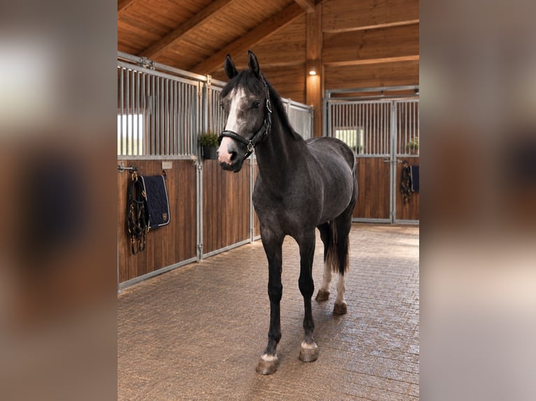 Baden Württemberger Ruin 3 Jaar 163 cm Schimmel in Eching