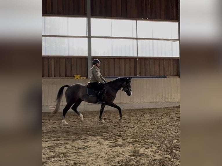 Baden Württemberger Ruin 3 Jaar 163 cm Schimmel in Eching