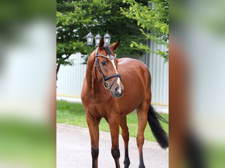 Baden Württemberger Ruin 4 Jaar 165 cm Bruin in Schwäbisch Hall