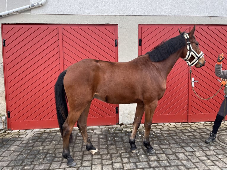 Baden Württemberger Ruin 4 Jaar 167 cm Bruin in Creglingen