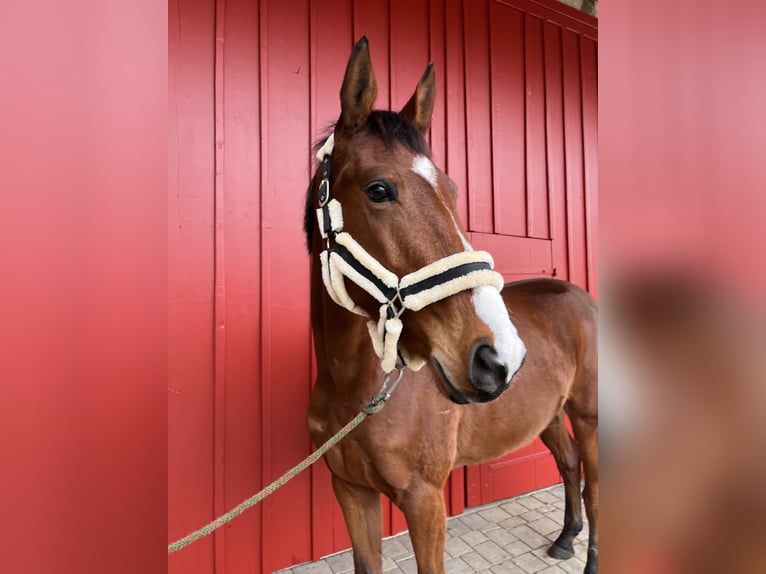 Baden Württemberger Ruin 4 Jaar 167 cm Bruin in Creglingen