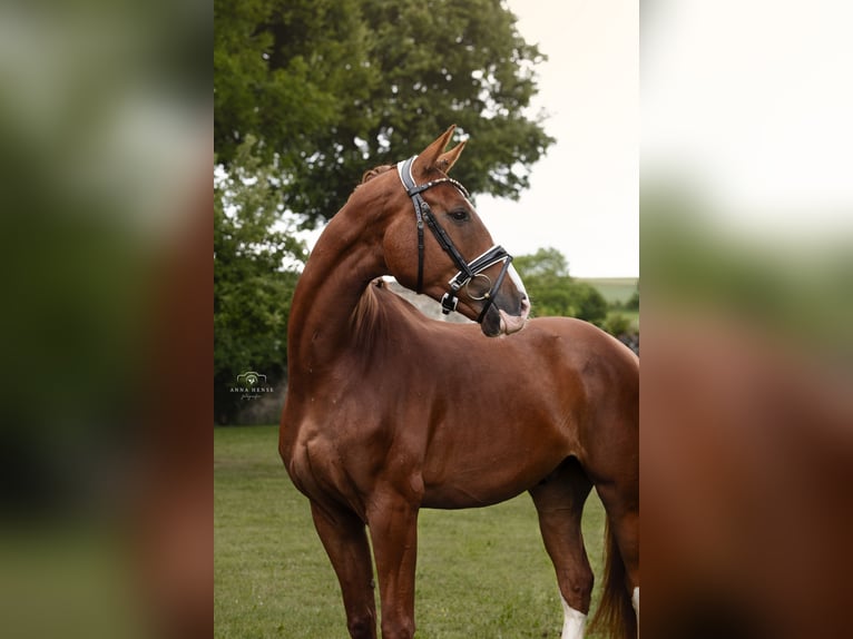 Baden Württemberger Ruin 4 Jaar 168 cm Vos in Hayingen