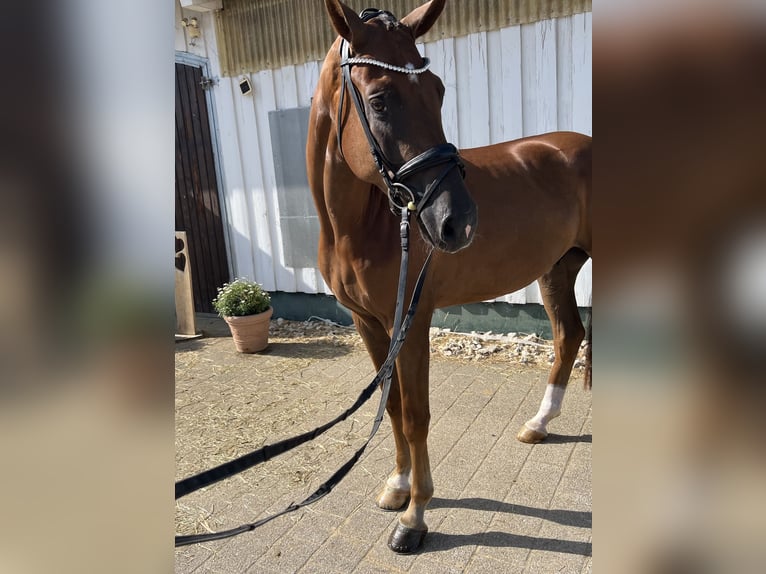 Baden Württemberger Ruin 4 Jaar 170 cm Donkere-vos in Trochtelfingen