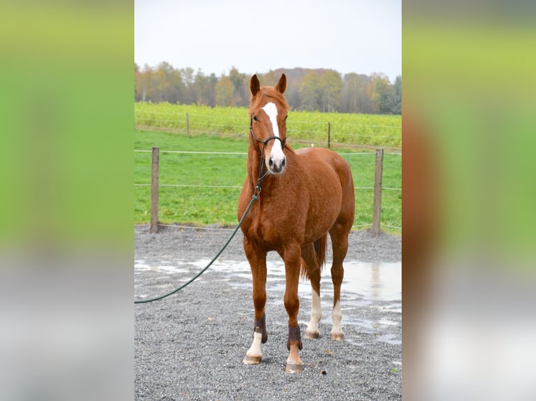 Baden Württemberger Ruin 4 Jaar 170 cm Vos in Unterseen