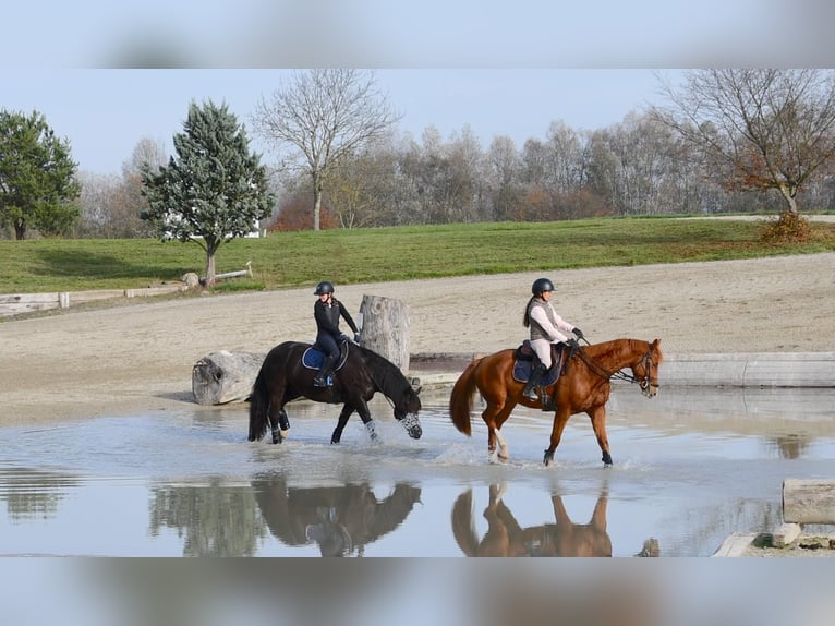Baden Württemberger Ruin 4 Jaar 170 cm Vos in Unterseen