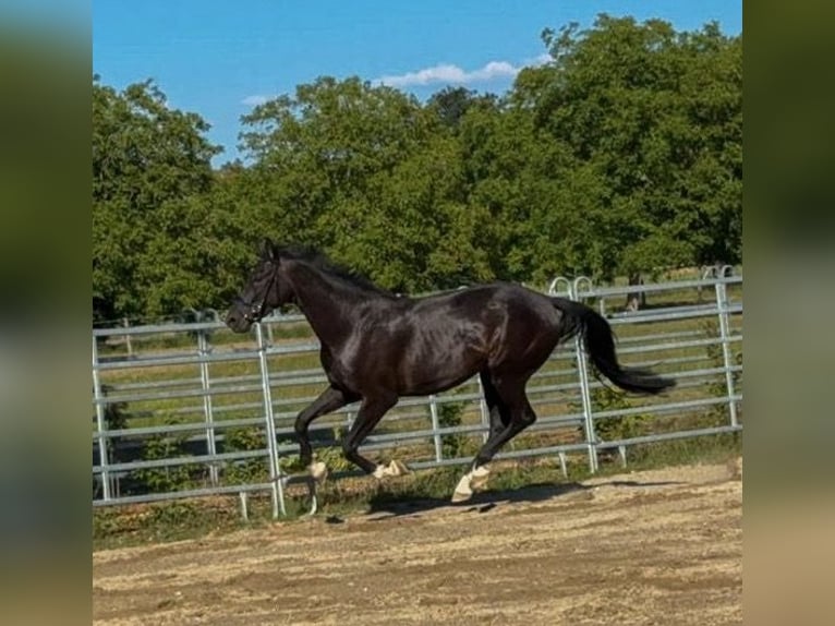 Baden Württemberger Ruin 4 Jaar 170 cm Zwart in Weisweil
