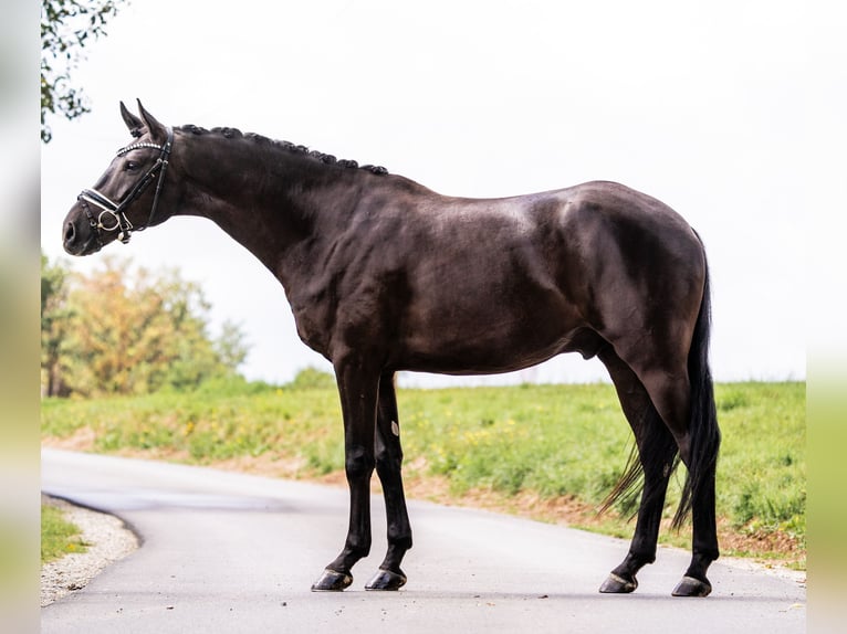 Baden Württemberger Ruin 4 Jaar 172 cm Zwartbruin in Gleichen