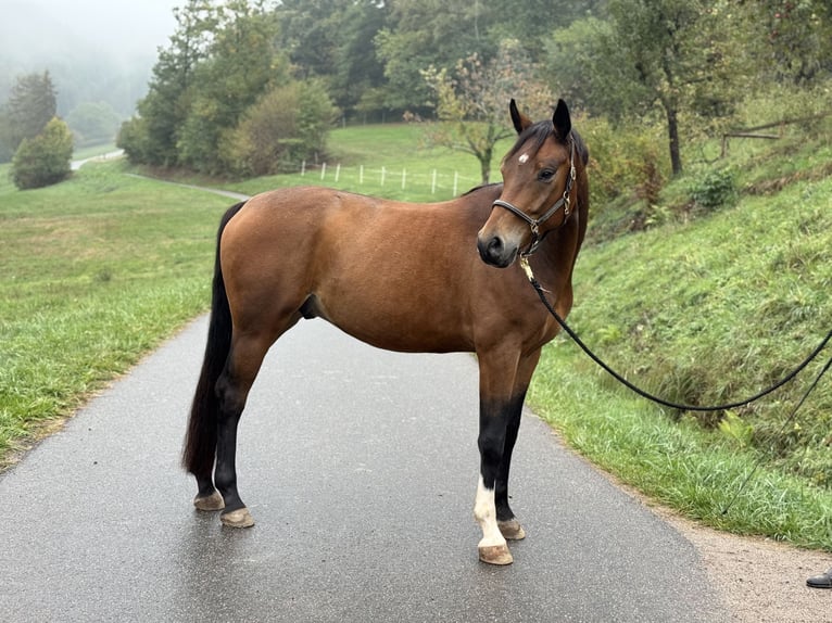 Baden Württemberger Ruin 5 Jaar 163 cm Bruin in Gengenbach
