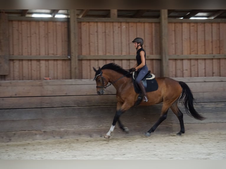 Baden Württemberger Ruin 5 Jaar 163 cm Bruin in Gengenbach